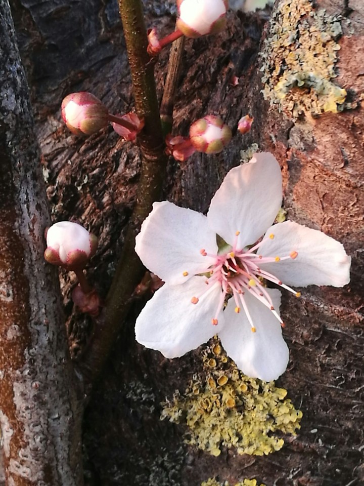 primavera anticipata