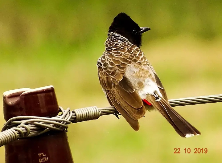 Bulbul