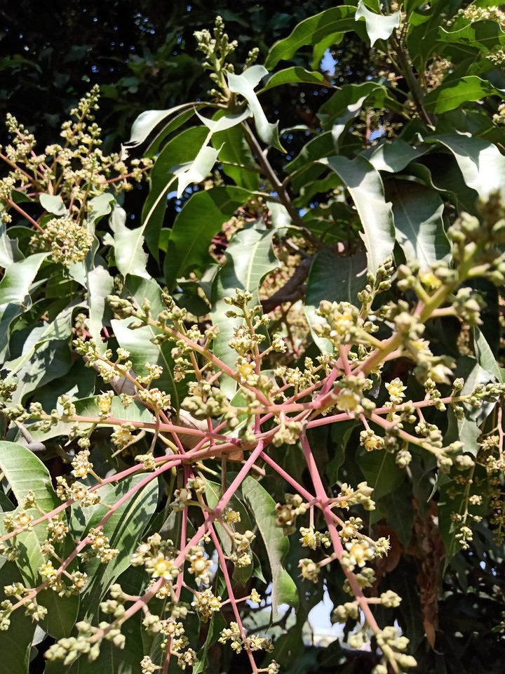 Mango flowers