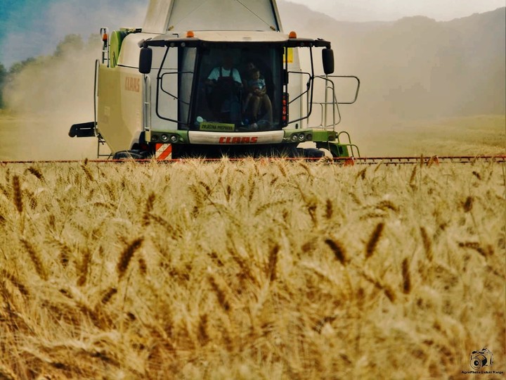 Harvest