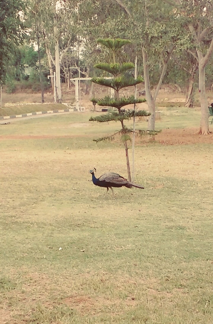peacock