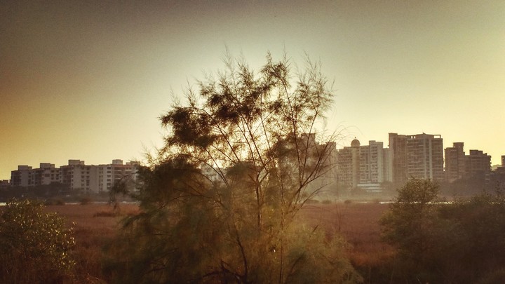 Greenery in the middle of a city