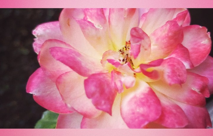 rose