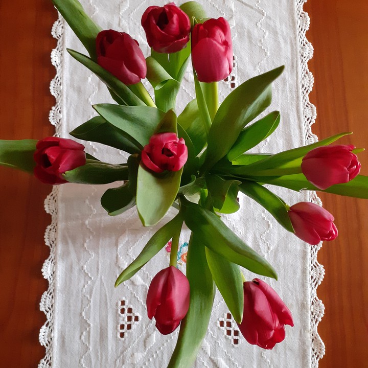 tulipani