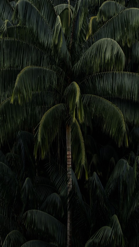 fondos de pantalla babassu, Coconut