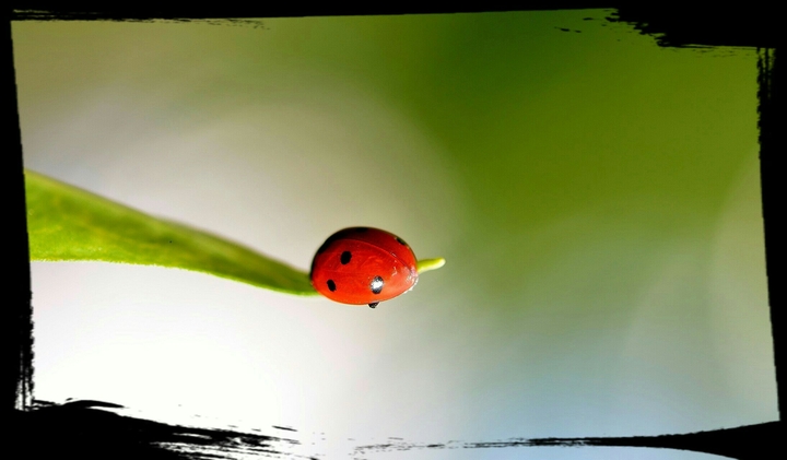 ladybug