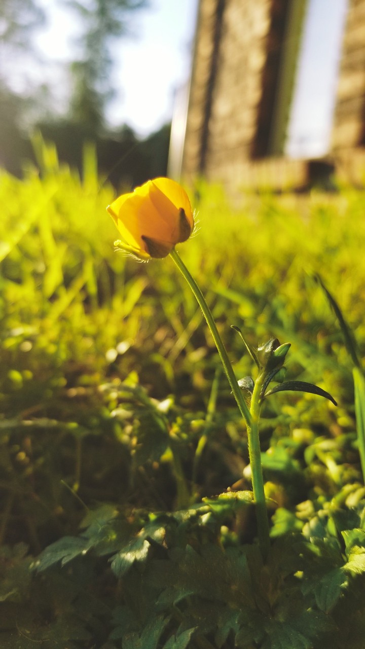 spring yellow flower