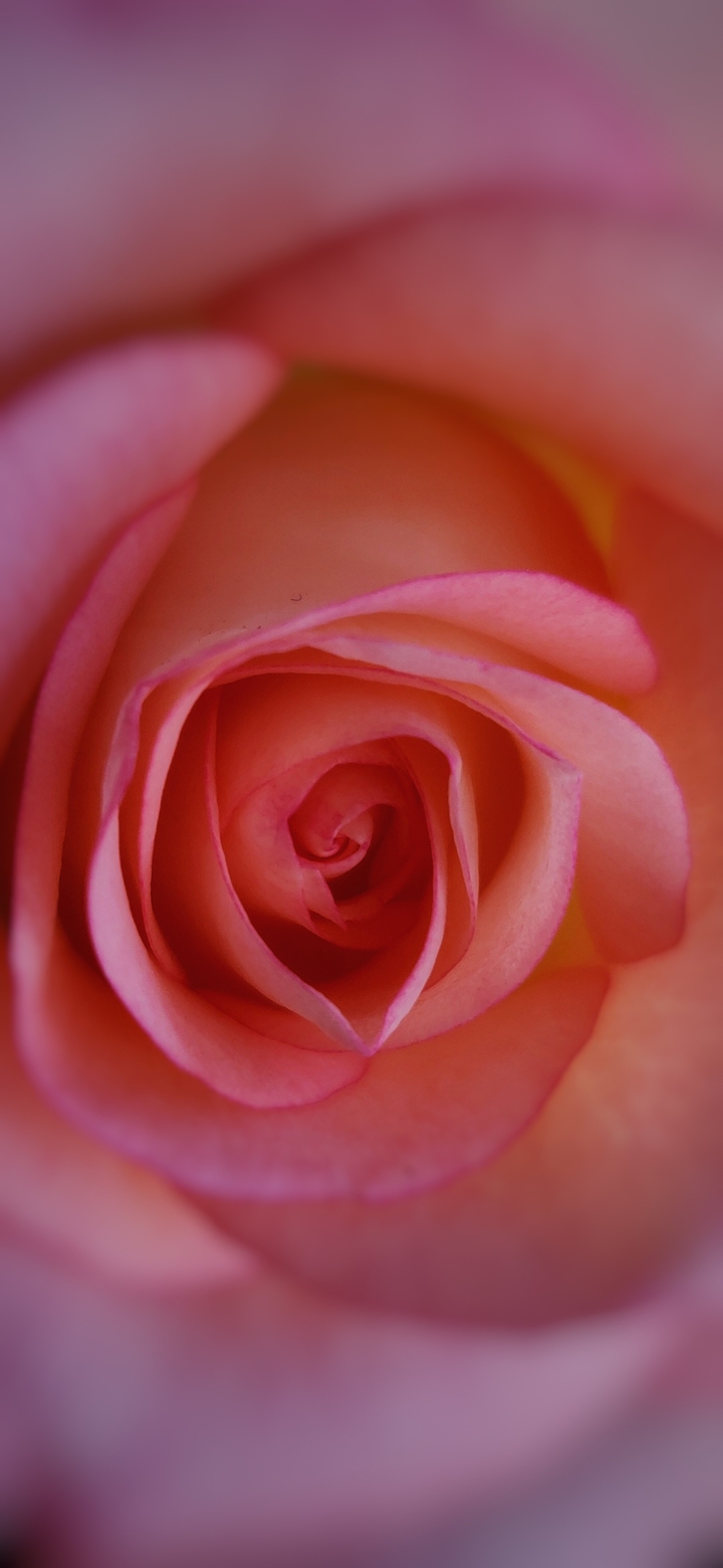 Rose center