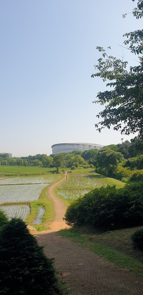 Green, Grass, Nature