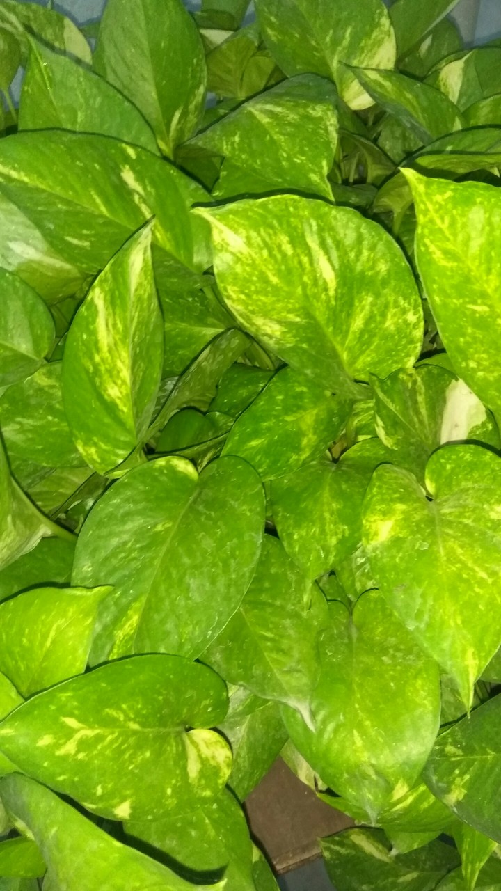 green