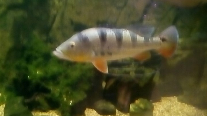 fish
