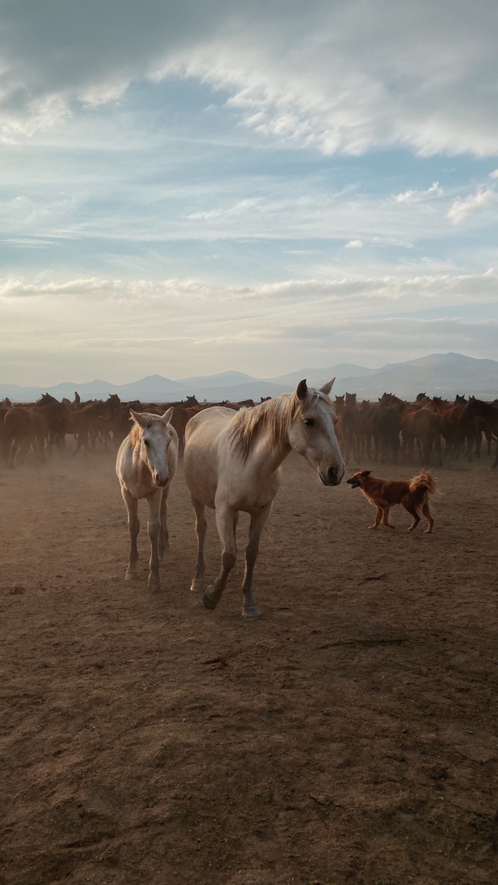 Horses