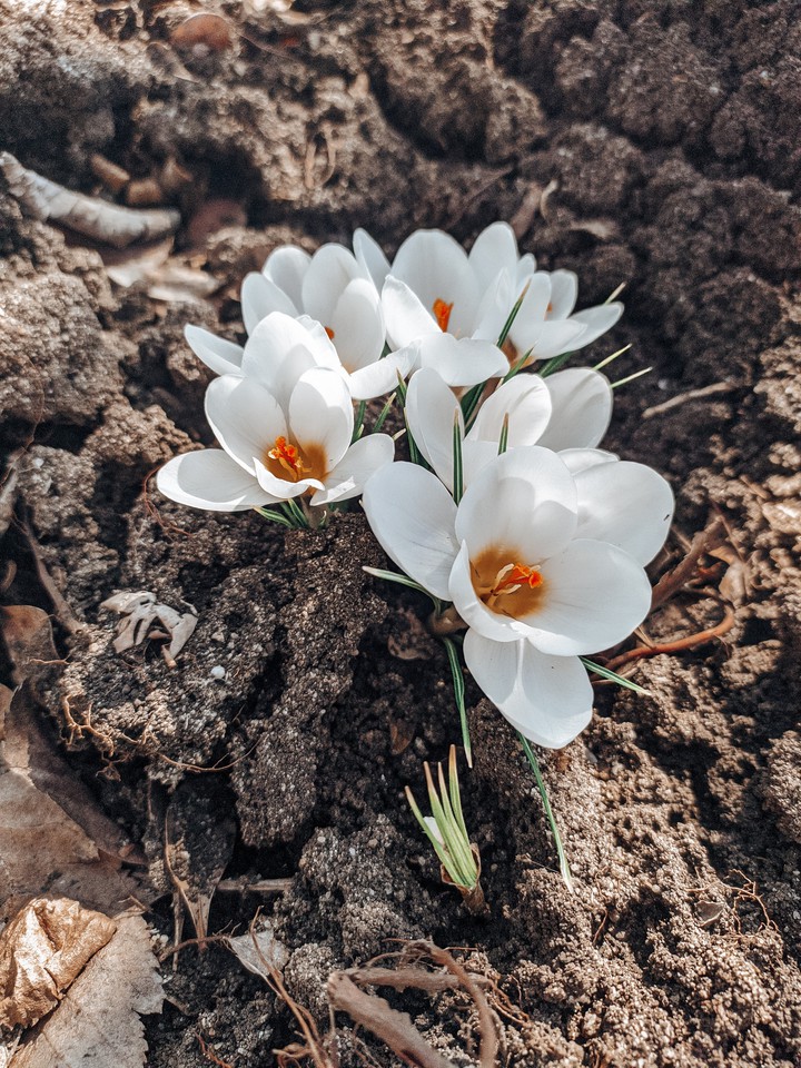 flower