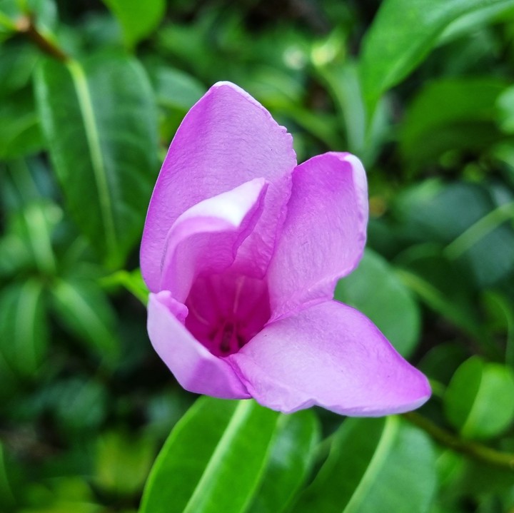 Rubber vine