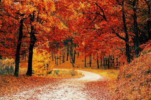Orange trees