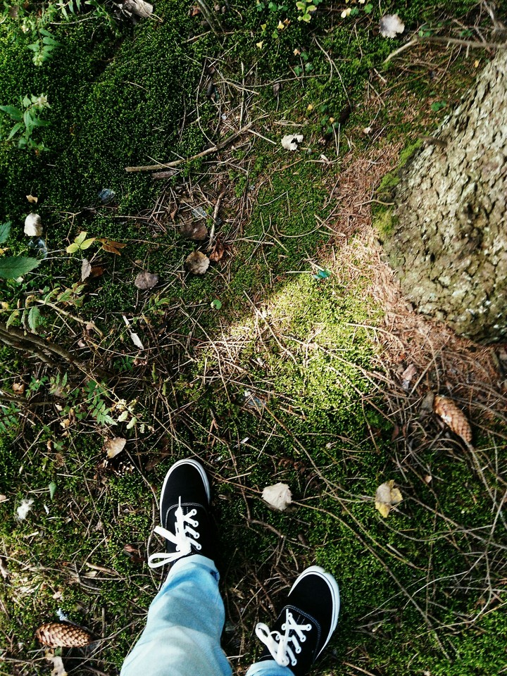forest