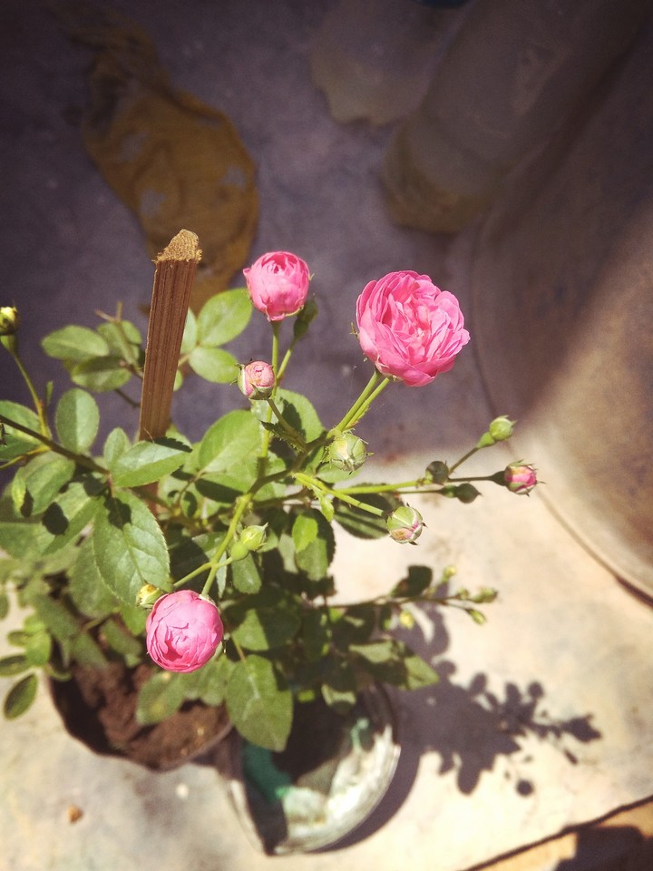 My phone camera