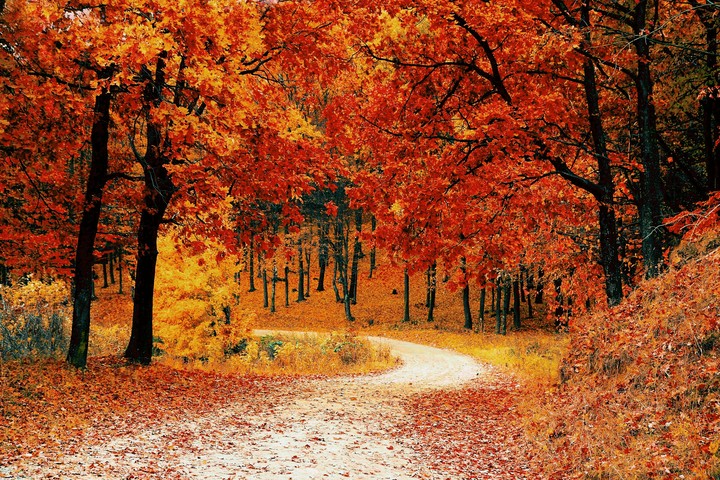 Orange trees