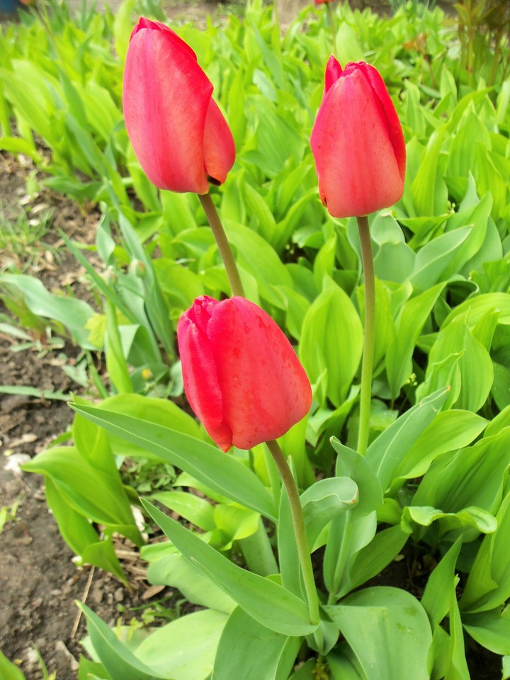 Tulips