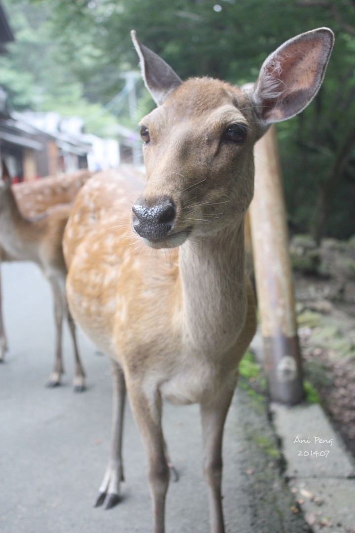 Japan/Nara