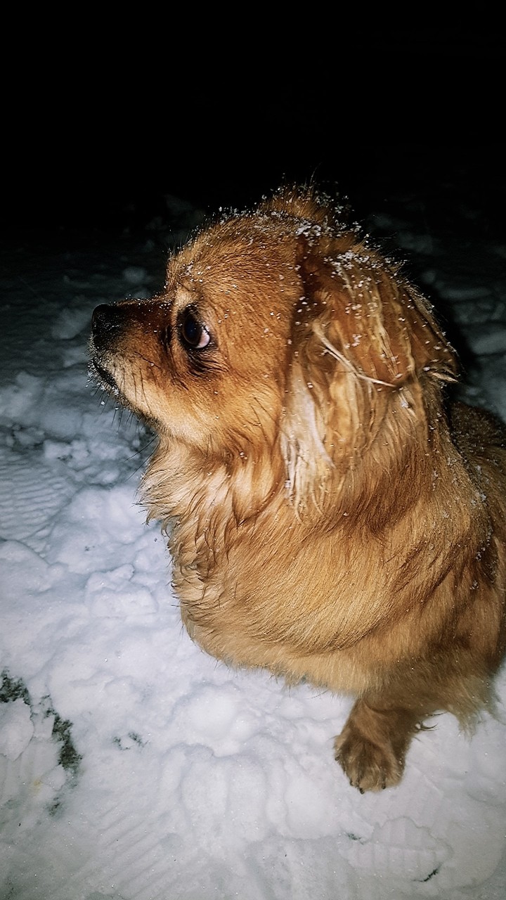 Doggo in the snow.