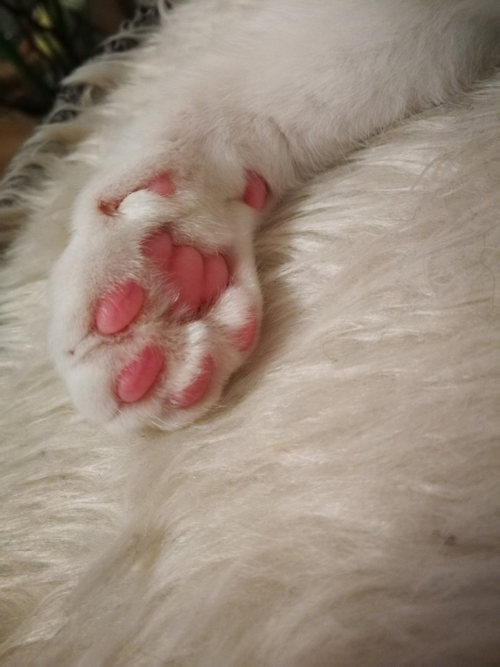 Awww 
