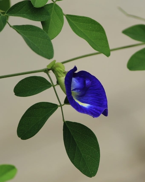 тапети tree, petal