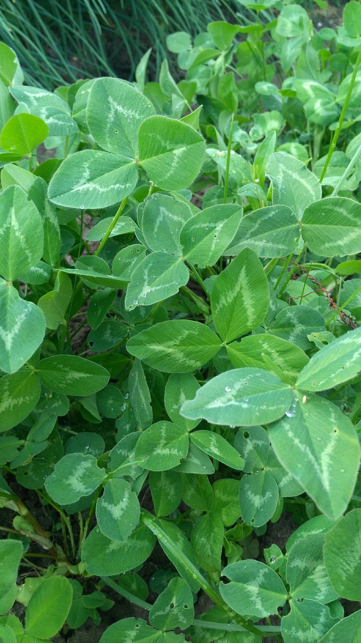 clover
