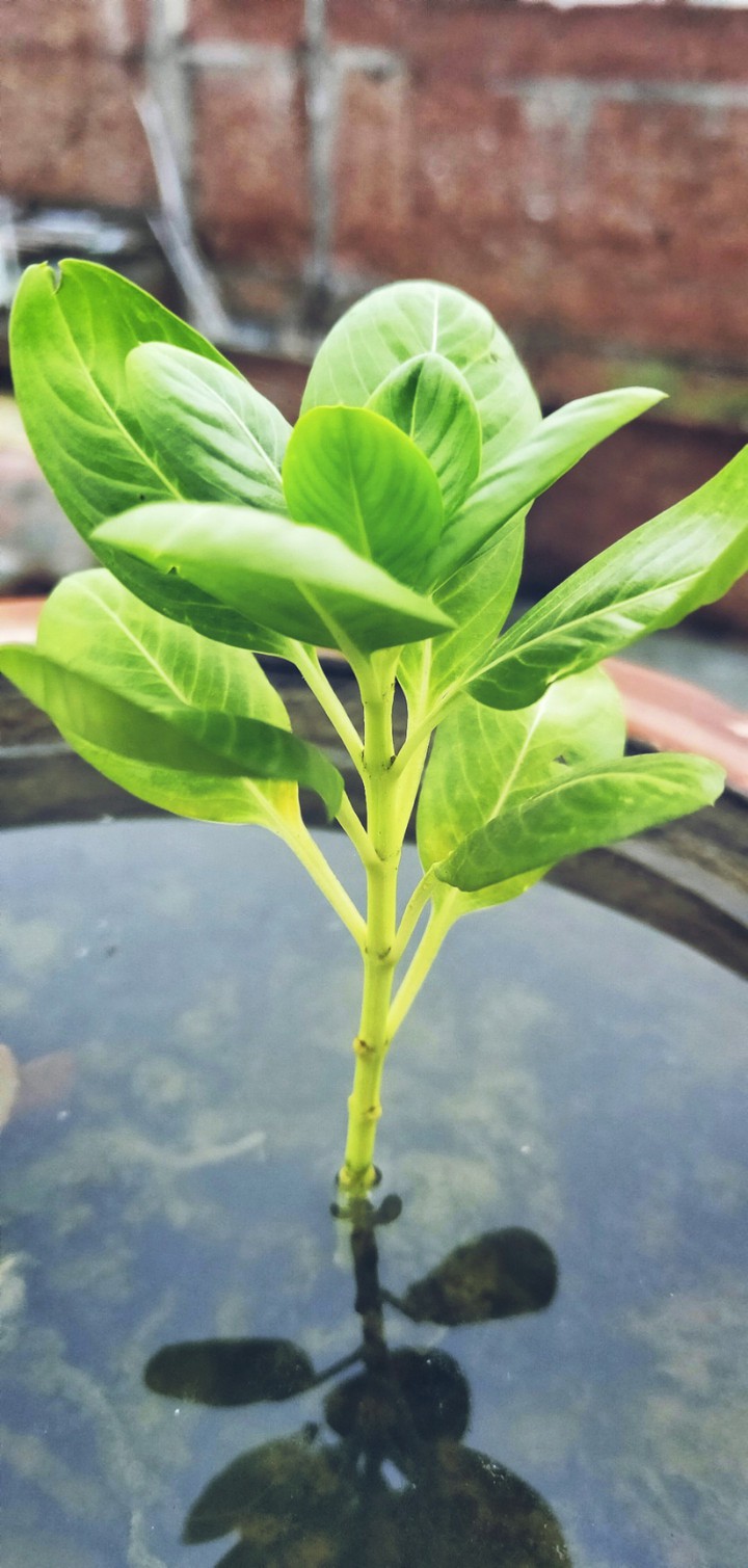 plant