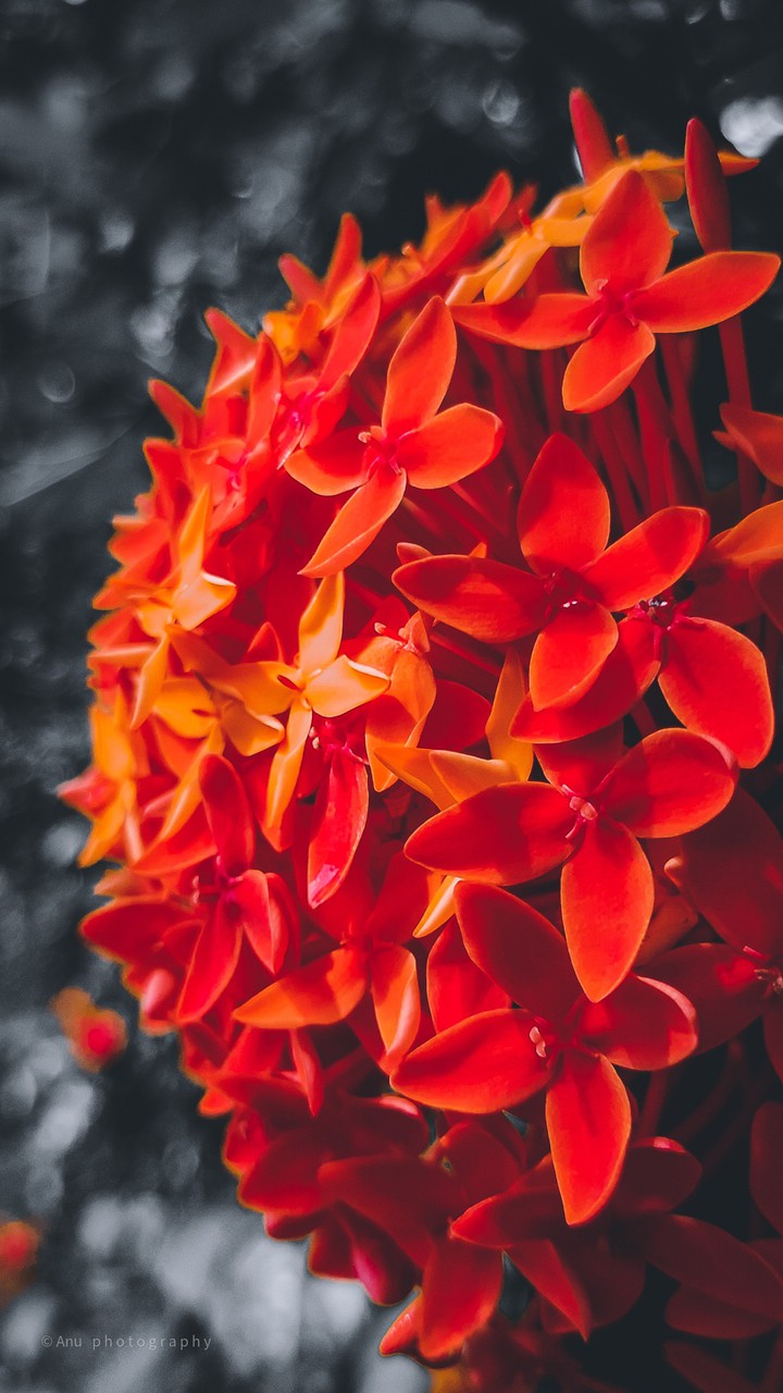 flower