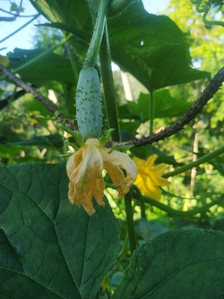 cucumber