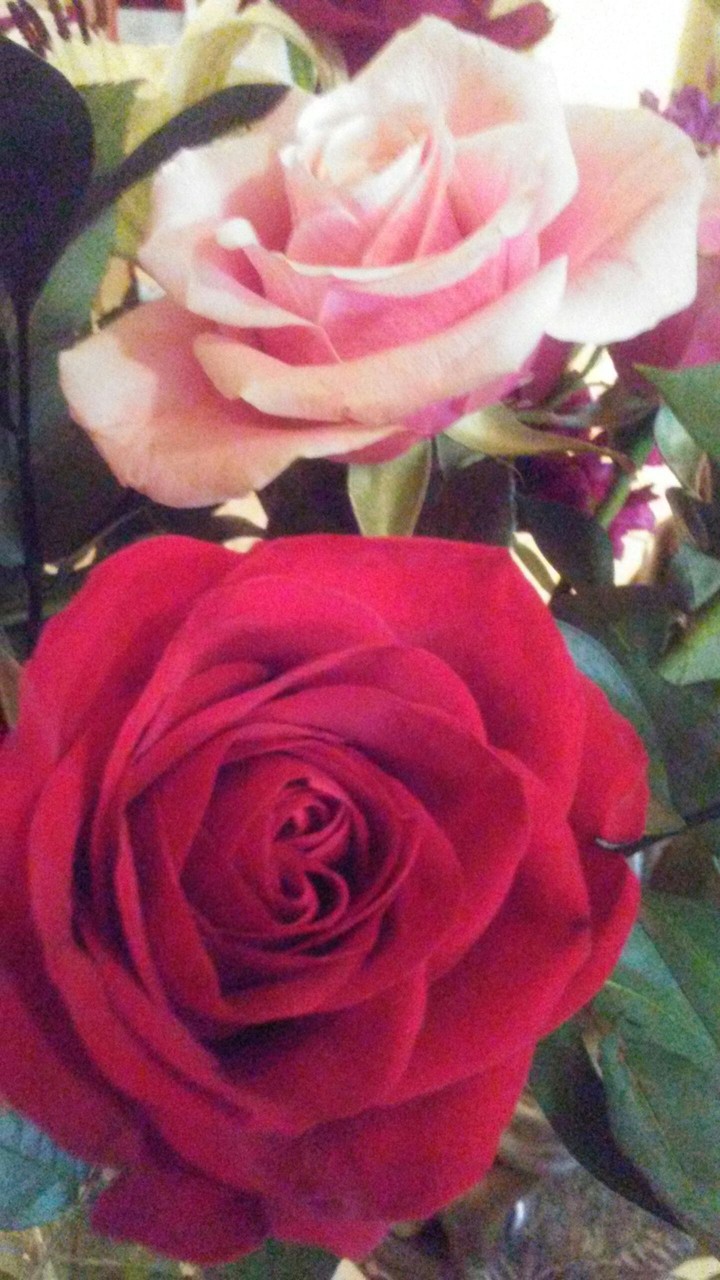 nothing like saying good morning with roses