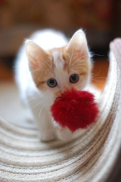 Awww♥️