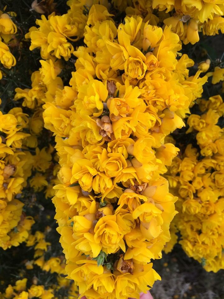 yellow flower
