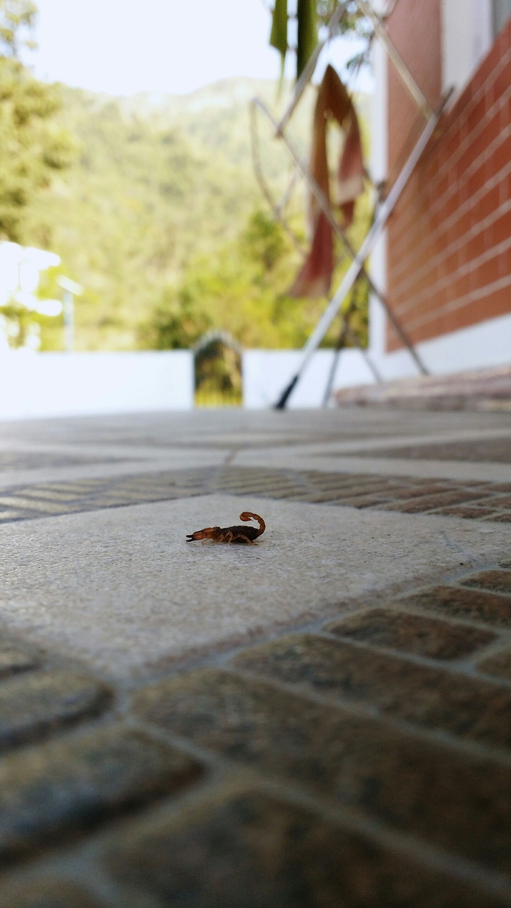 baby scorpion
