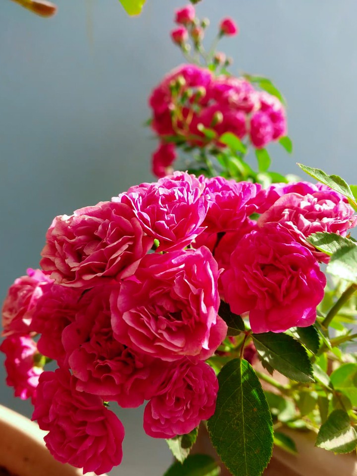Little pink rose