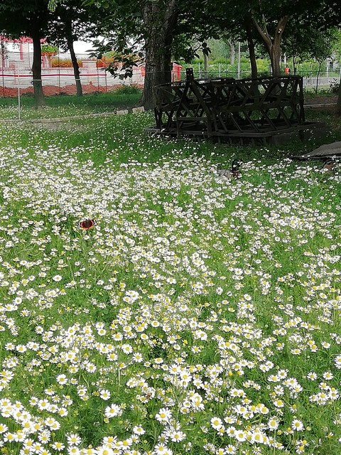 natura