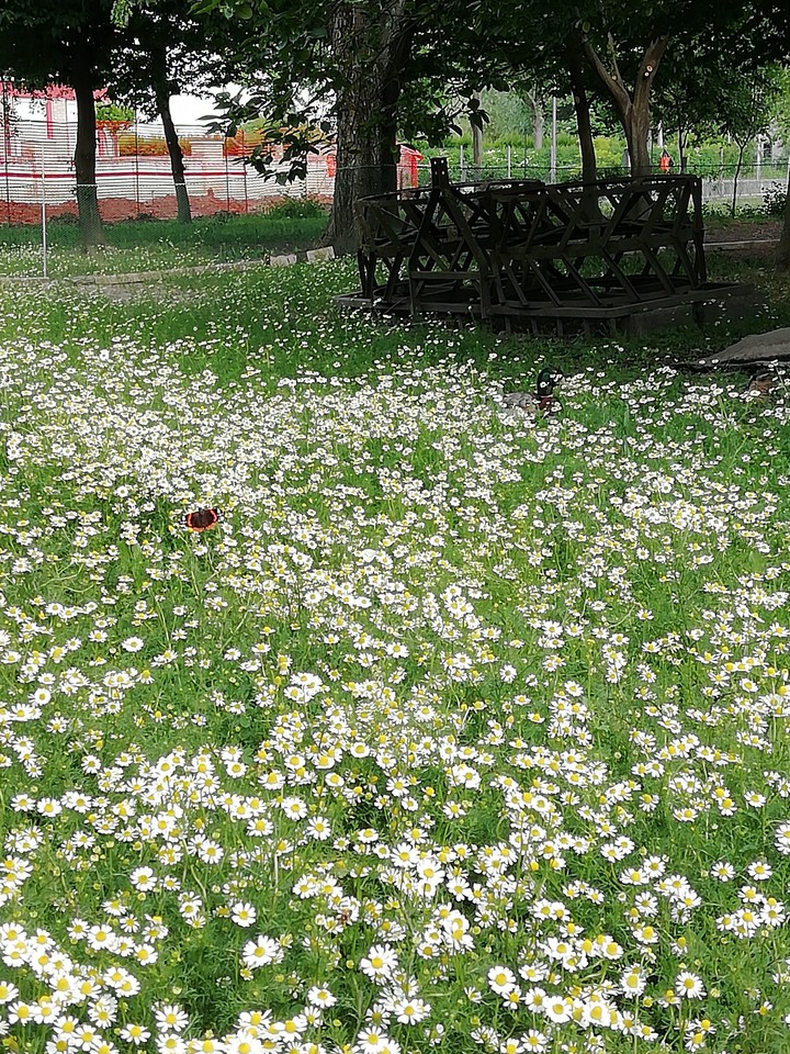 natura