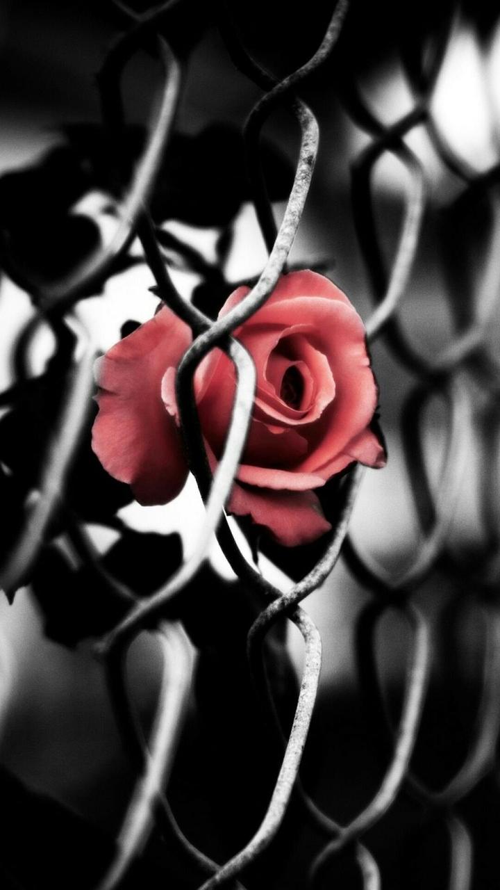 rose