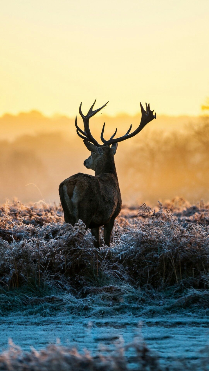 Deer