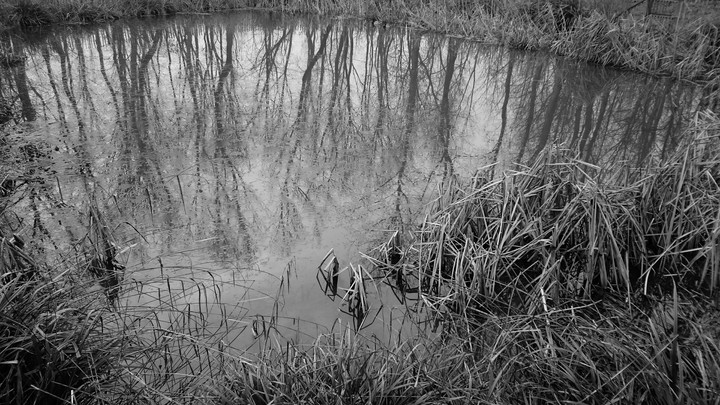 Ducks II b/w