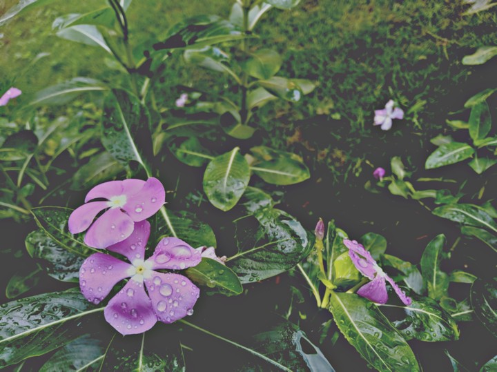 flowers
