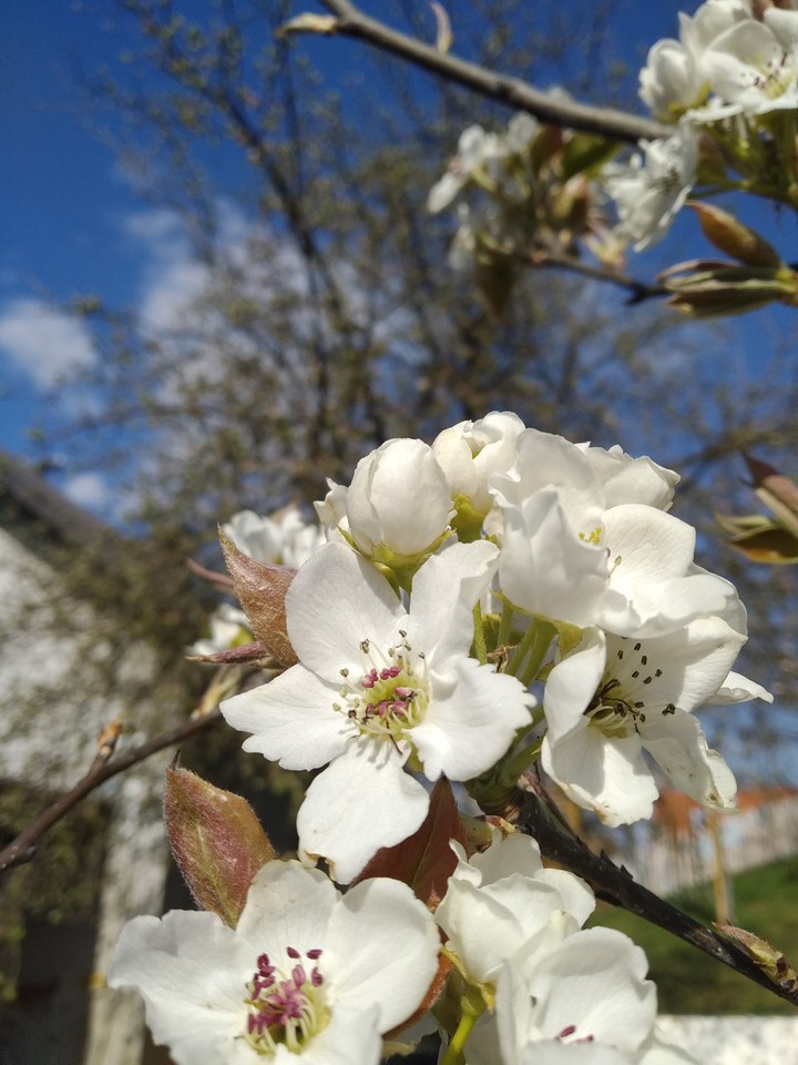 Spring