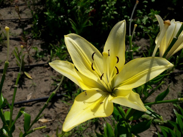 Yellow Lilly