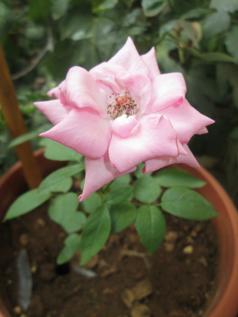 rose
