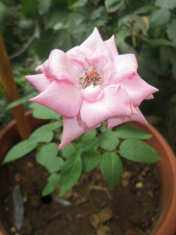 rose