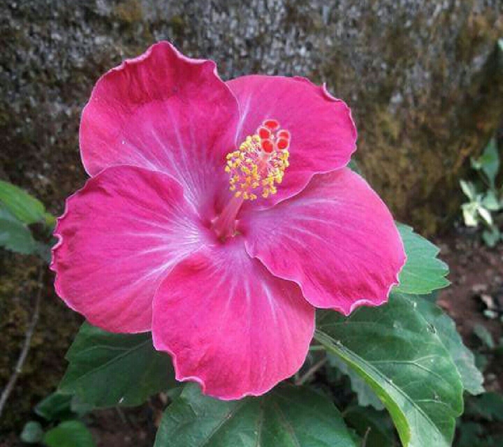 jaswand flower in my garden