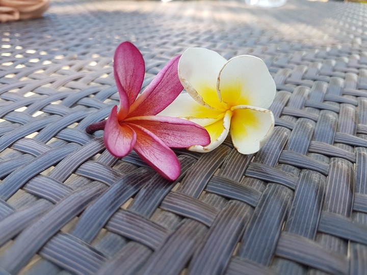 hoa sứ