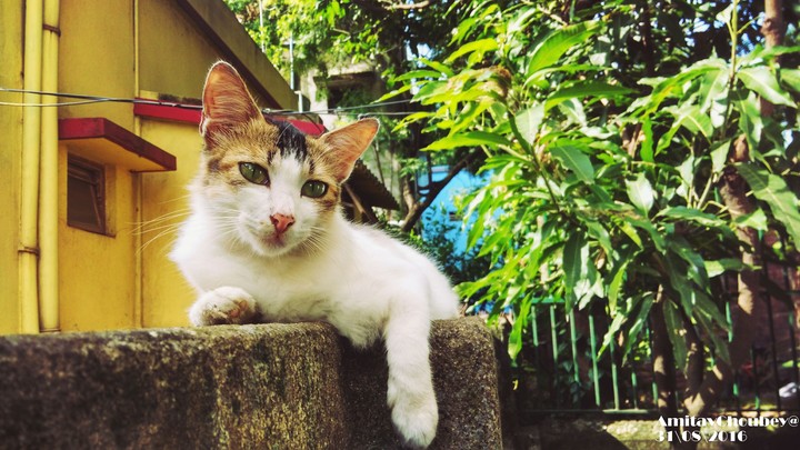 Meow......