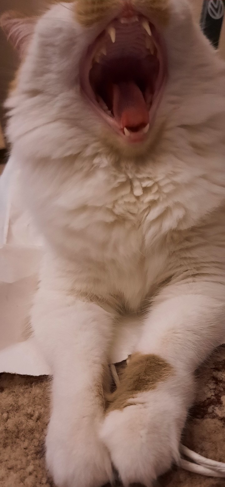 кошечка
